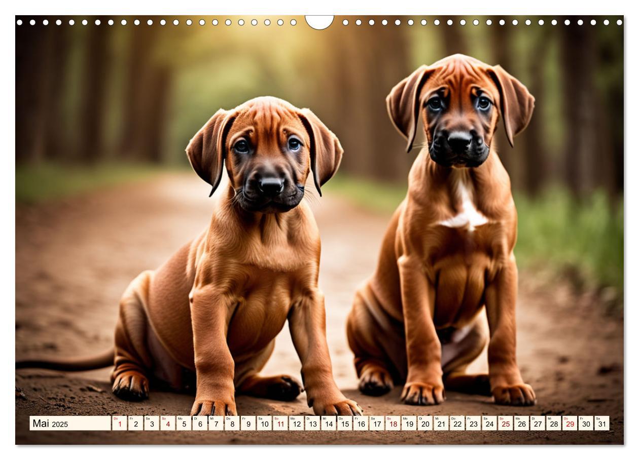 Bild: 9783457146064 | Rhodesian Ridgeback - Athlet mit Rückenkamm (Wandkalender 2025 DIN...