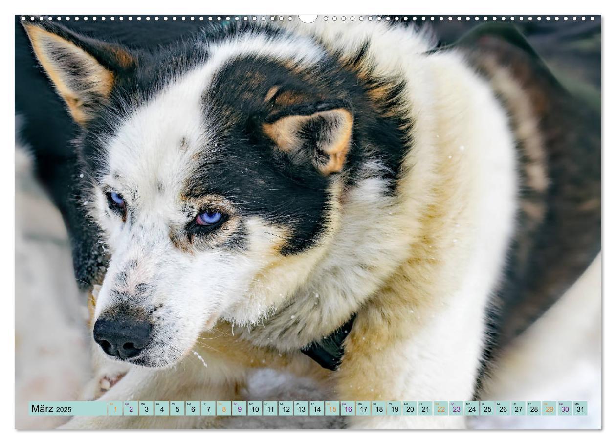 Bild: 9783435143856 | Huskies - Tolle Gefährten (Wandkalender 2025 DIN A2 quer), CALVENDO...