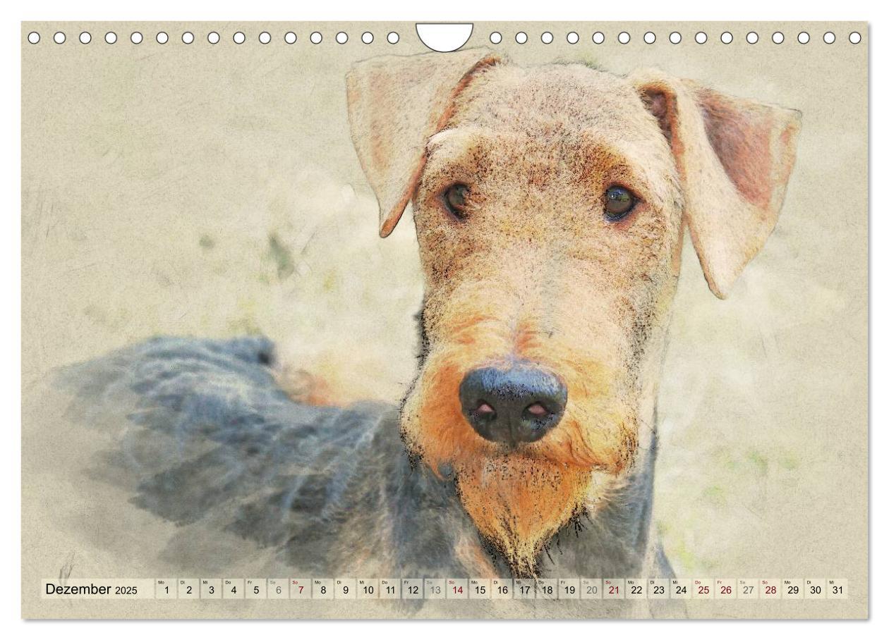 Bild: 9783435627639 | Airedale Terrier 2025 (Wandkalender 2025 DIN A4 quer), CALVENDO...