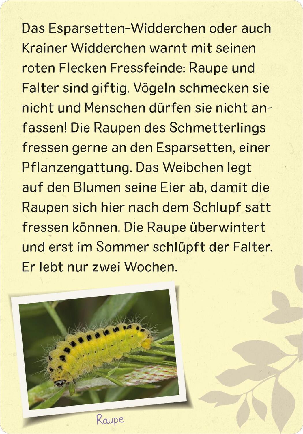 Bild: 9783845856575 | Naturforscher-Kids - Insekten | 50 Karten | Miriam Scholz | Buch