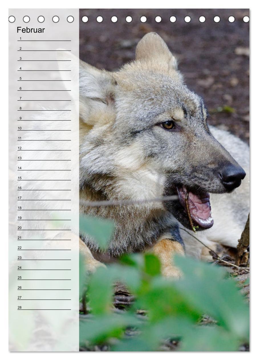 Bild: 9783435882335 | Der Wolf - Isegrim in den heimischen Wäldern - Kalender 2025...