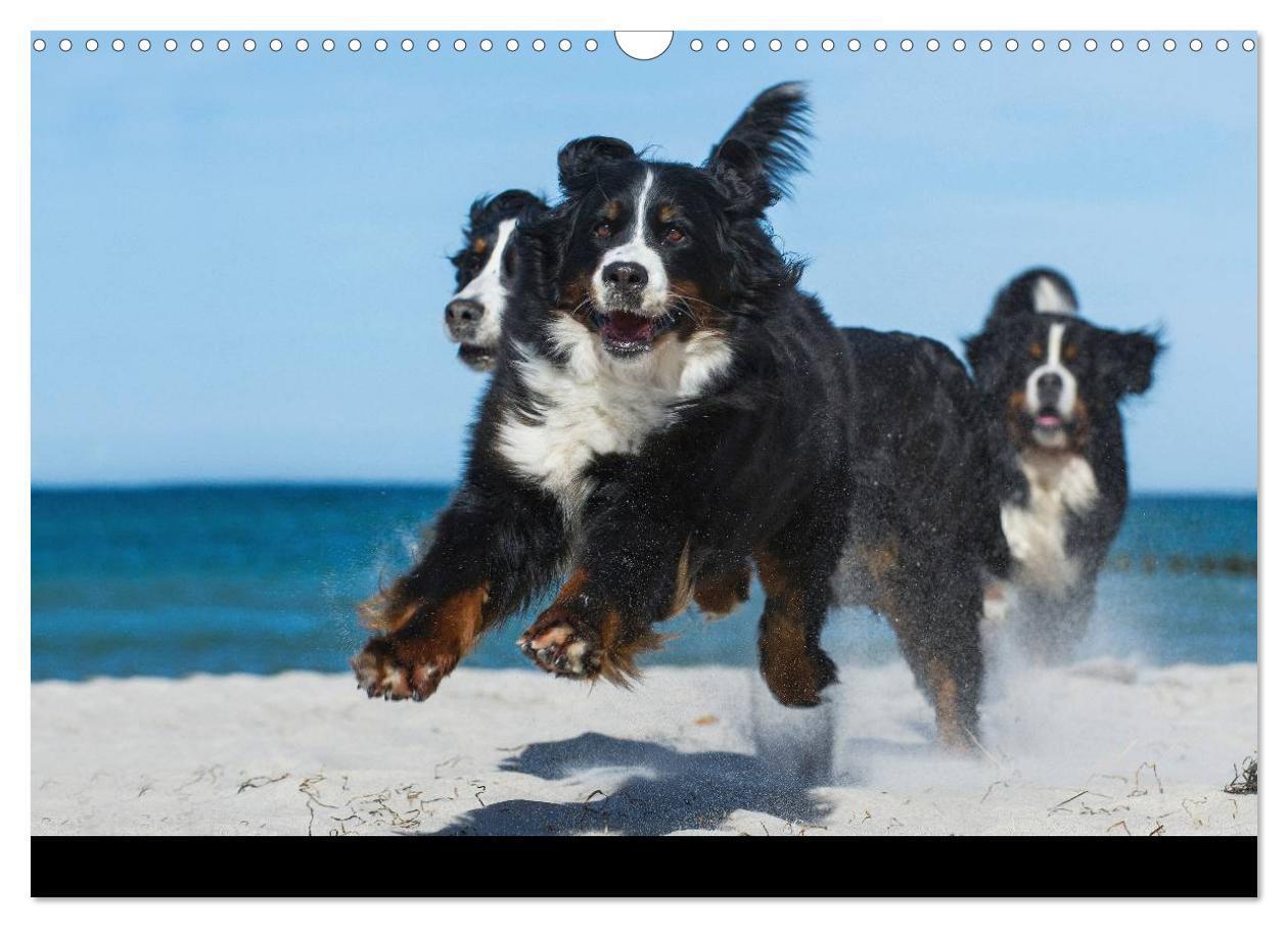 Bild: 9783435770465 | Berner Sennenhund 2025 (Wandkalender 2025 DIN A3 quer), CALVENDO...