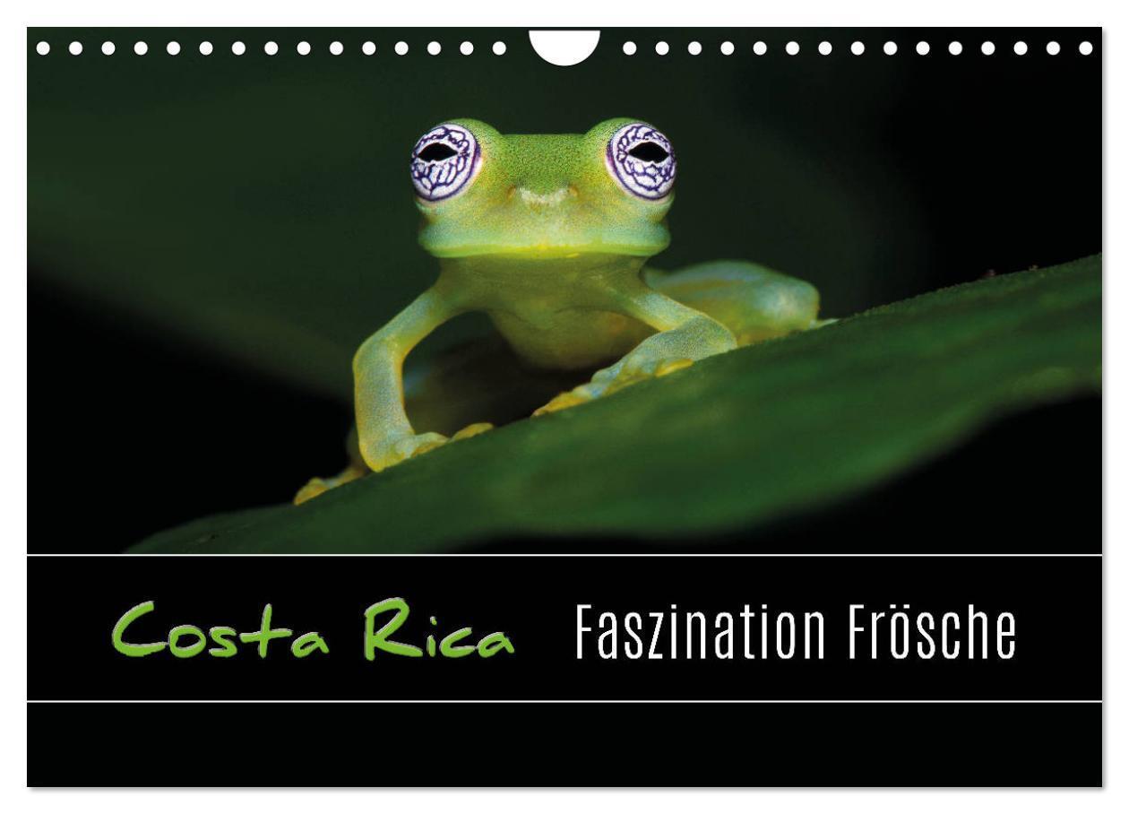 Cover: 9783675694729 | Costa Rica - Faszination Frösche (Wandkalender 2024 DIN A4 quer),...