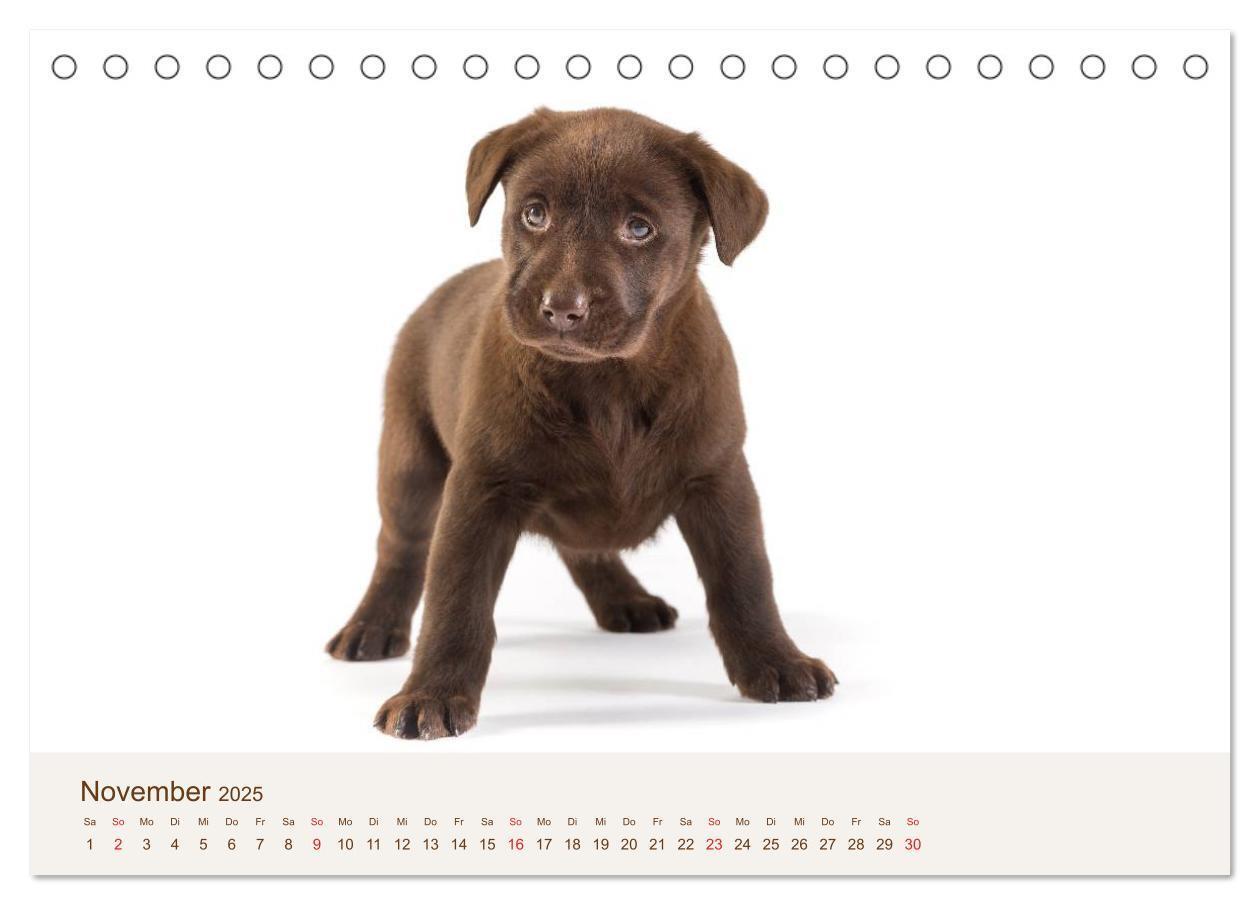 Bild: 9783435616152 | Labrador - Welpen (Tischkalender 2025 DIN A5 quer), CALVENDO...