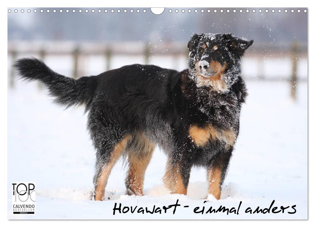 Cover: 9783675705746 | Hovawarte - einmal anders (Wandkalender 2024 DIN A3 quer), CALVENDO...