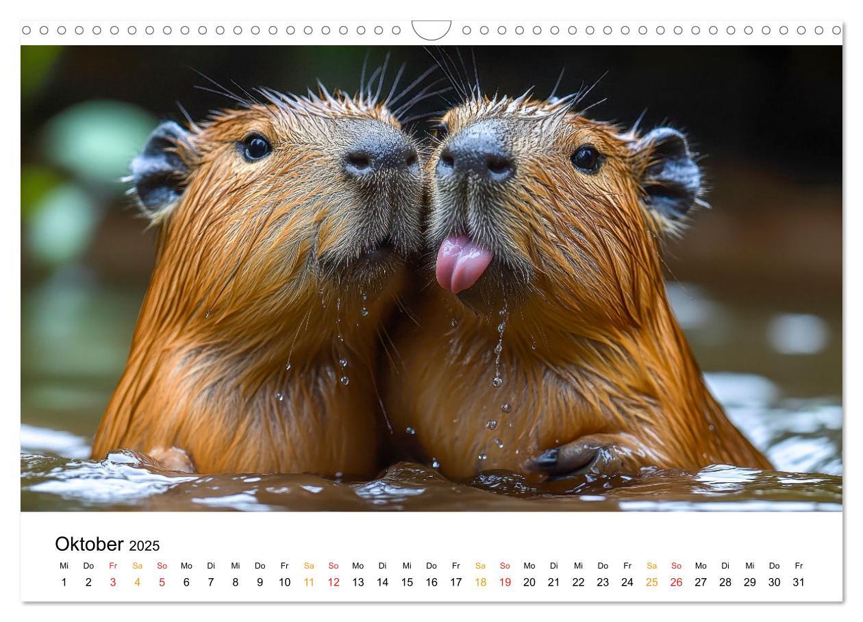 Bild: 9783457244593 | Capybara - liebenswertes großes Wasserschwein (Wandkalender 2025...