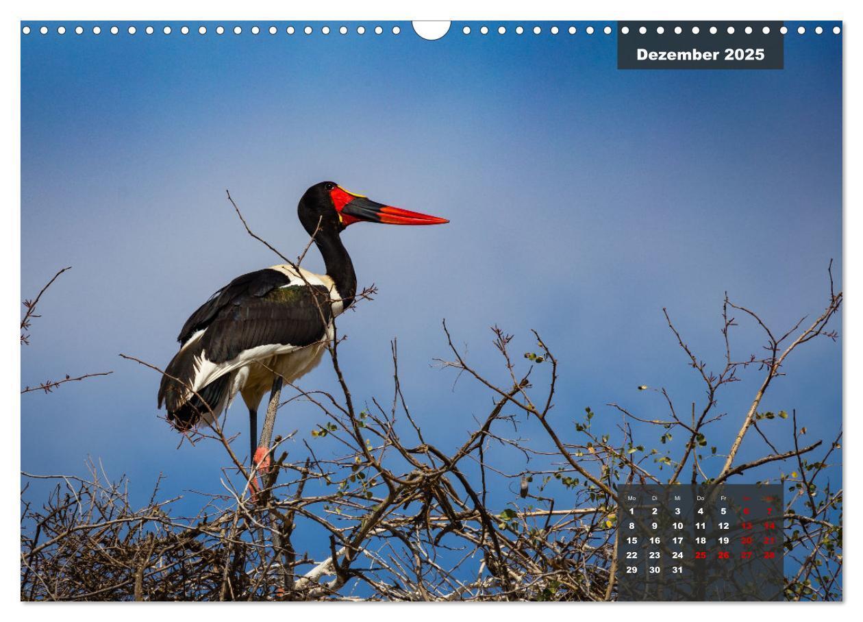 Bild: 9783435030613 | Die bunte Vogelwelt im Kruger National Park (Wandkalender 2025 DIN...