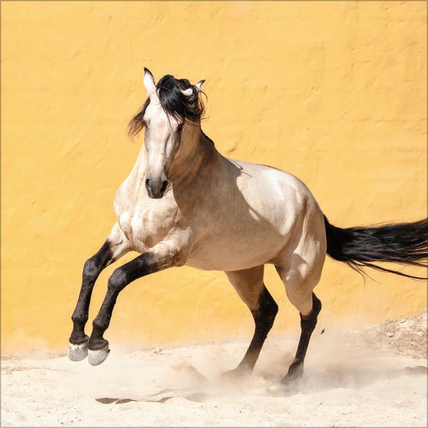 Bild: 9783731876380 | Horses 2025 | Verlag Korsch | Kalender | 13 S. | Deutsch | 2025