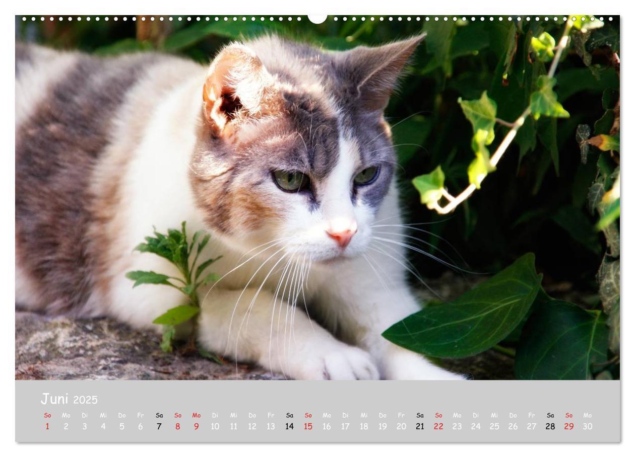 Bild: 9783435787333 | Katzen des Südens (Wandkalender 2025 DIN A2 quer), CALVENDO...