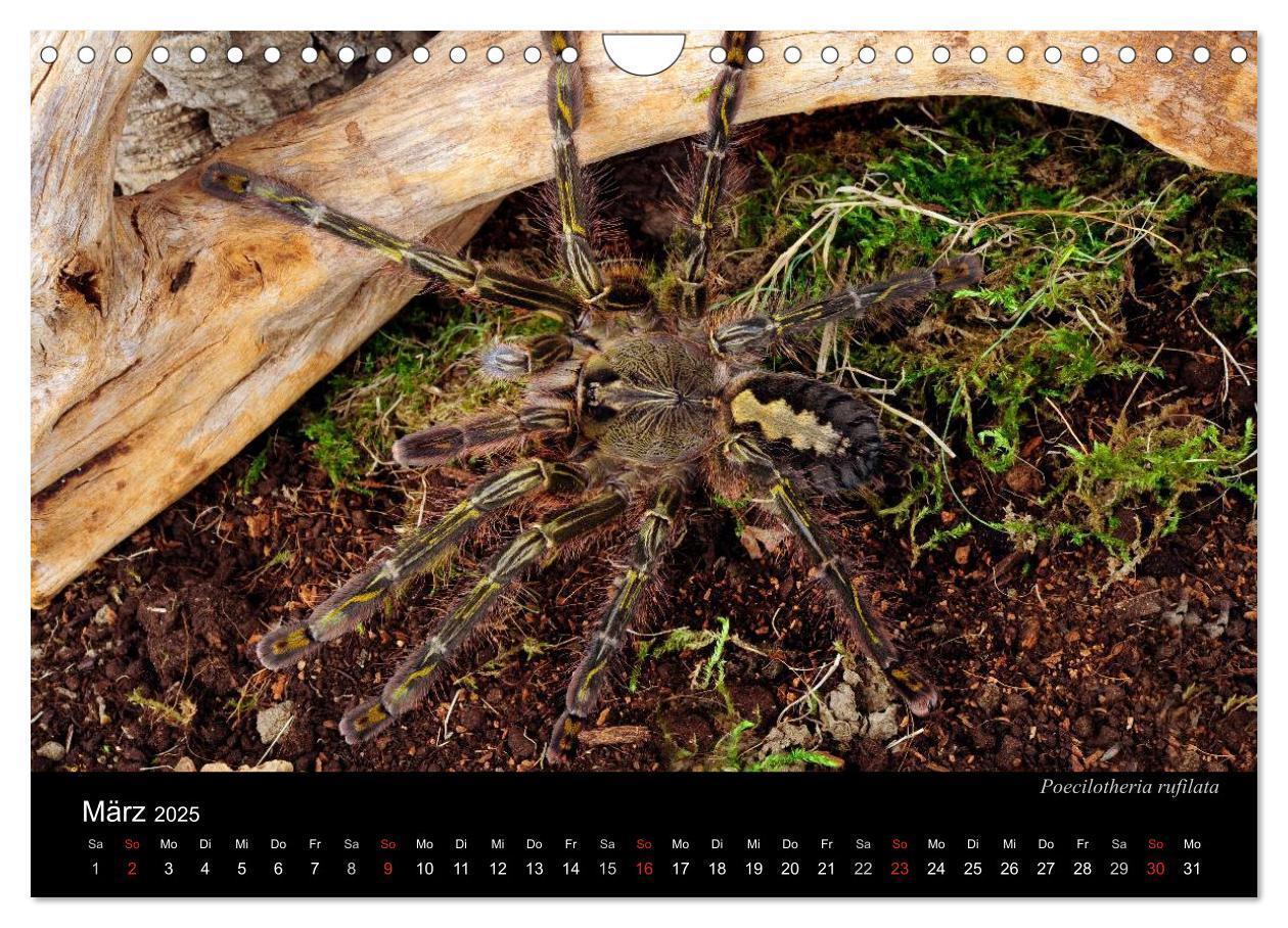 Bild: 9783435776313 | Vogelspinnen - Tarantulas (Wandkalender 2025 DIN A4 quer), CALVENDO...