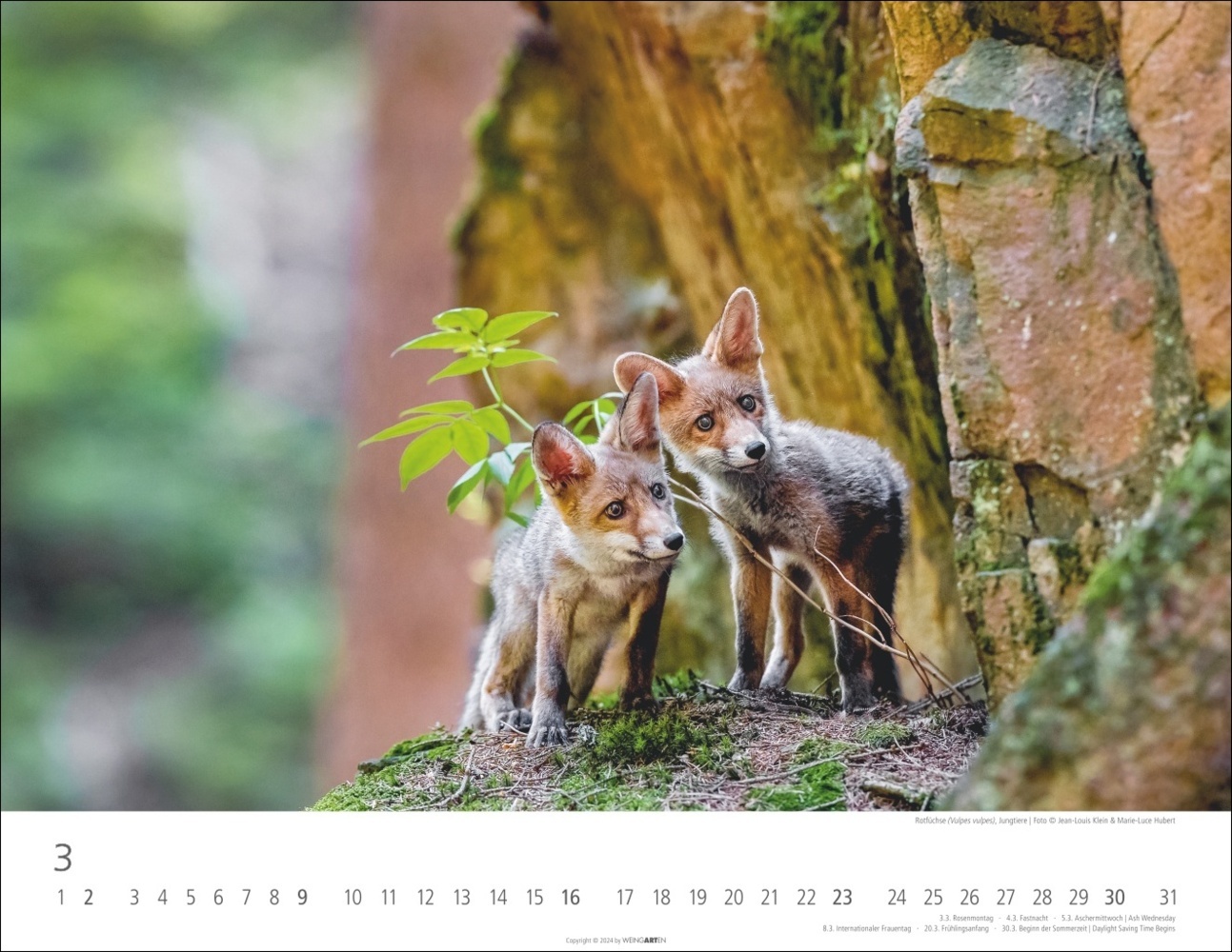 Bild: 9783839901144 | Heimische Wildtiere Kalender 2025 | Kalender | Spiralbindung | 14 S.