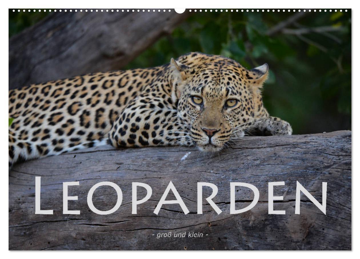 Cover: 9783383154935 | Leoparden - groß und klein (Wandkalender 2024 DIN A2 quer),...