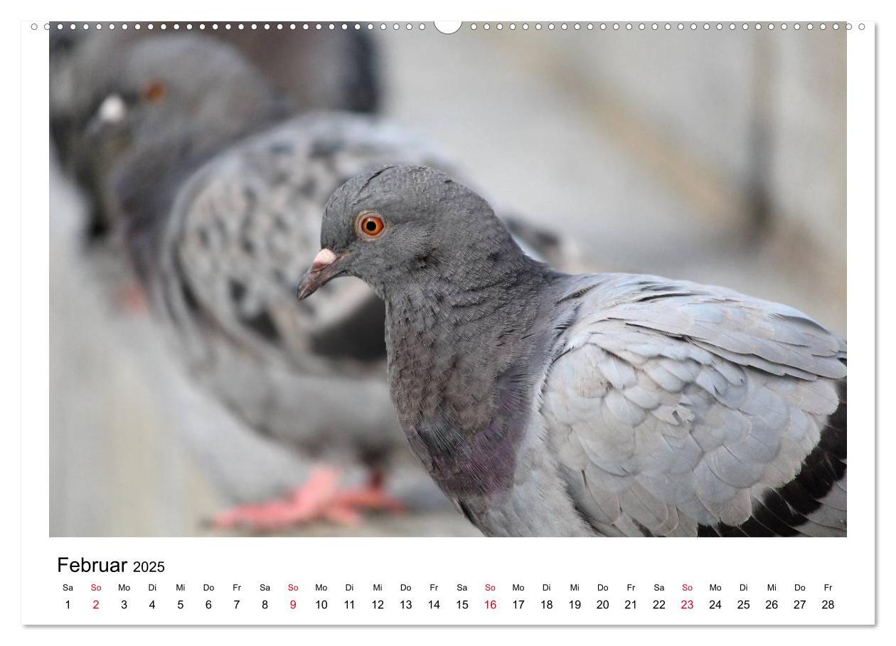 Bild: 9783435755899 | Geliebte Tauben (Wandkalender 2025 DIN A2 quer), CALVENDO...