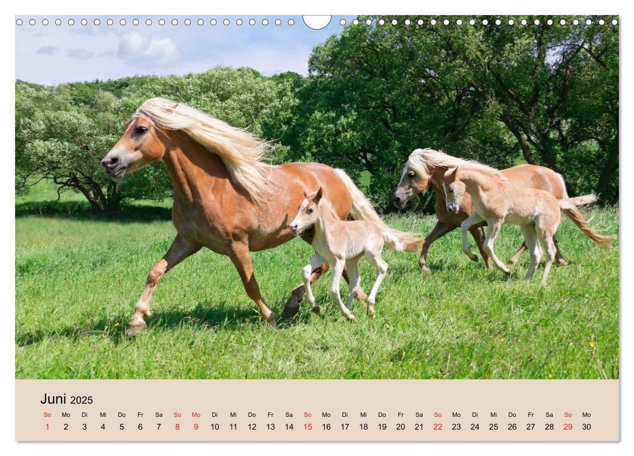 Bild: 9783435786213 | Haflinger Fohlen (Wandkalender 2025 DIN A3 quer), CALVENDO...