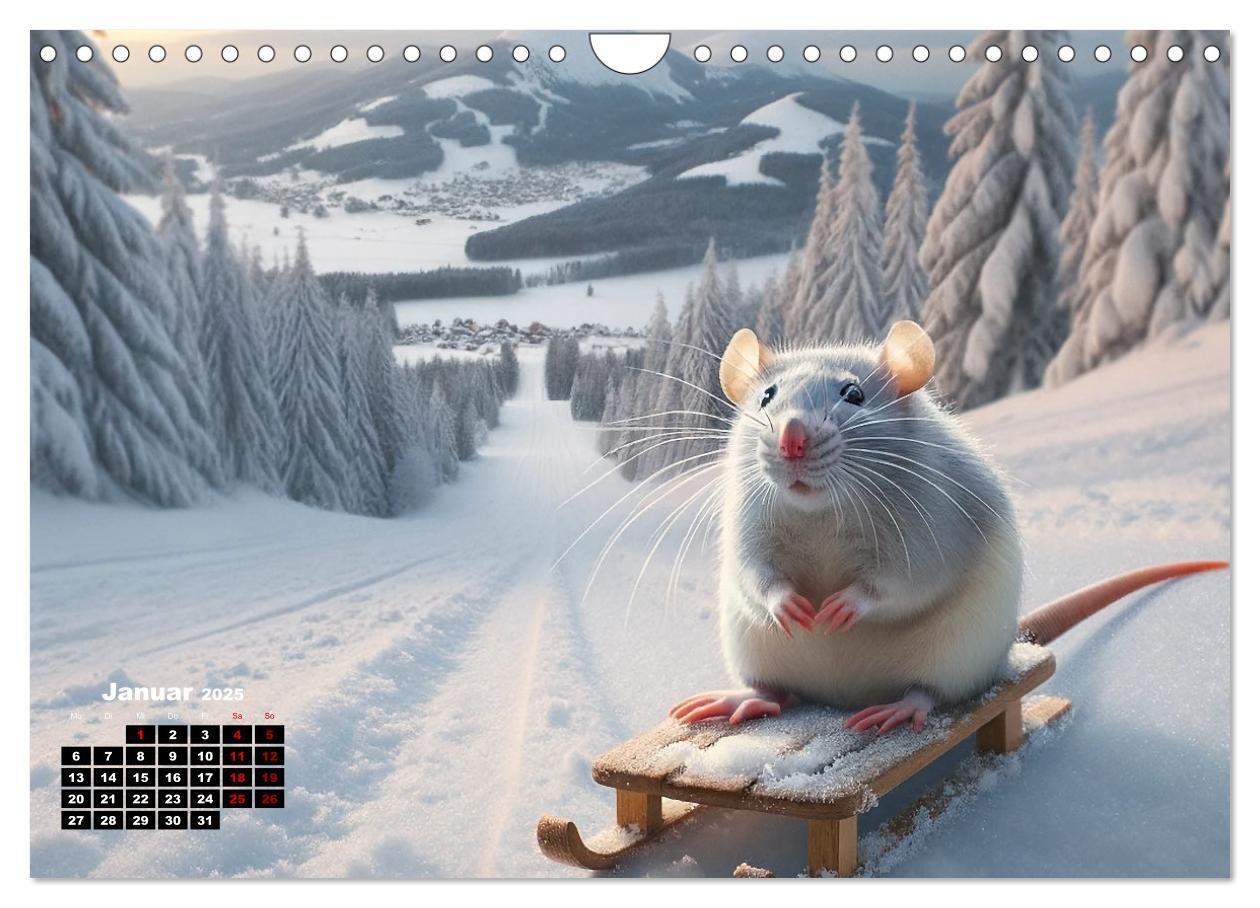 Bild: 9783383837357 | Lustige Ratten (Wandkalender 2025 DIN A4 quer), CALVENDO...