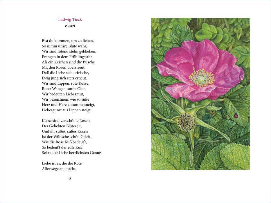 Bild: 9783458194286 | »Ich wollt' dein Bett mit einer Rose schmücken« | Ein Rosenbuch | Buch