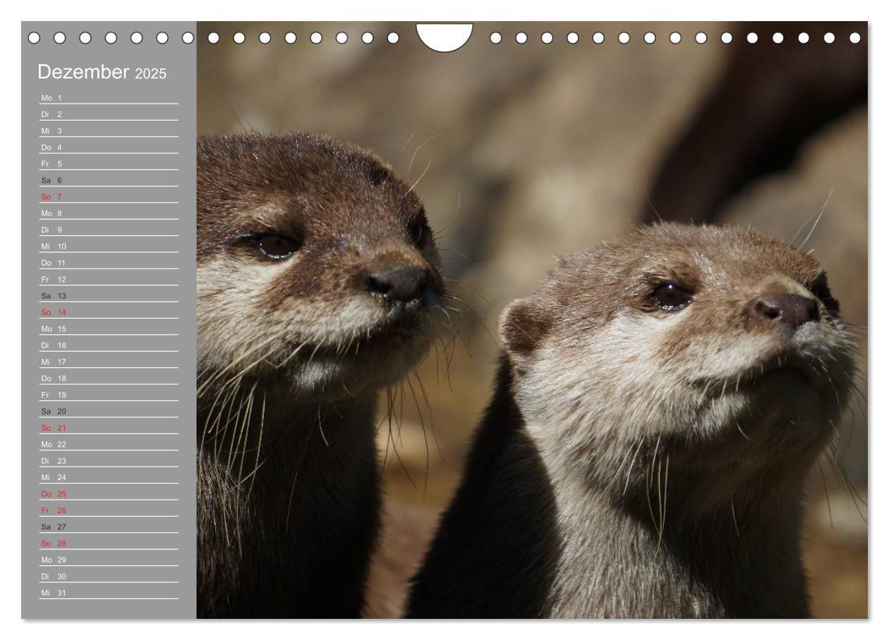 Bild: 9783435549931 | Otter. Frech, laut und clever (Wandkalender 2025 DIN A4 quer),...