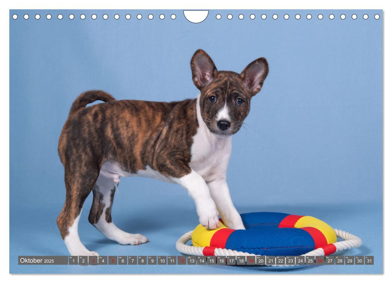 Bild: 9783457195598 | Der Basenji (Wandkalender 2025 DIN A4 quer), CALVENDO Monatskalender