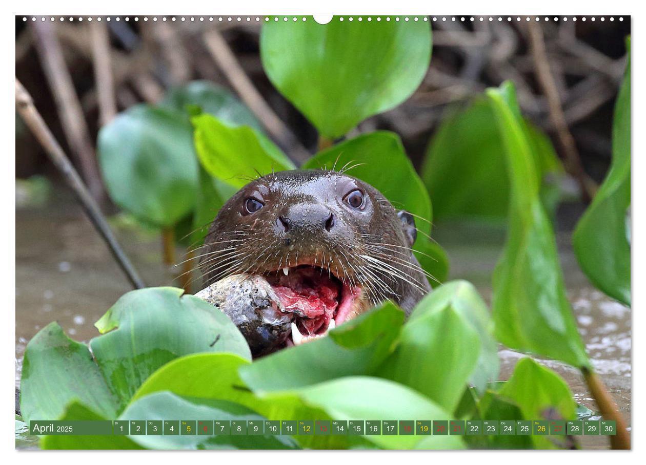 Bild: 9783435262595 | Riesenotter - Flusswölfe im Pantanal (Wandkalender 2025 DIN A2...