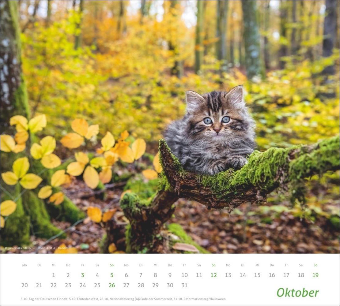 Bild: 9783756406852 | Katzen Bildkalender 2025 | Kalender | Spiralbindung | 14 S. | Deutsch