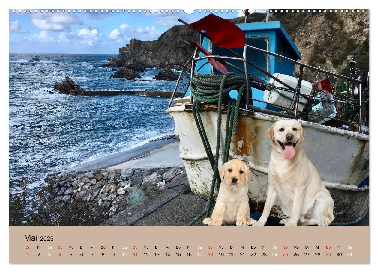 Bild: 9783435160860 | Labrador Retriever unsere Freunde (Wandkalender 2025 DIN A2 quer),...