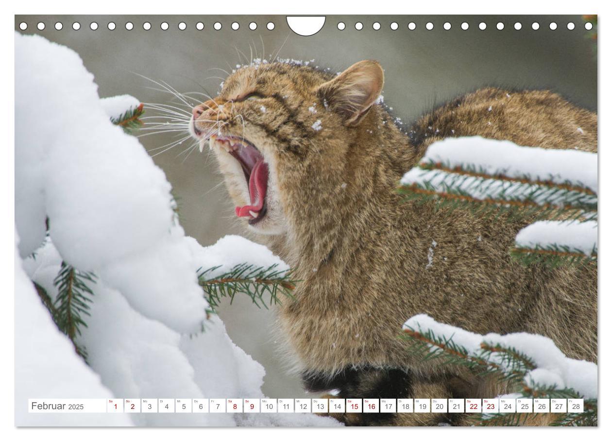 Bild: 9783435219797 | Wildkatzen - die anmutigsten Raubiere in Europa. (Wandkalender 2025...