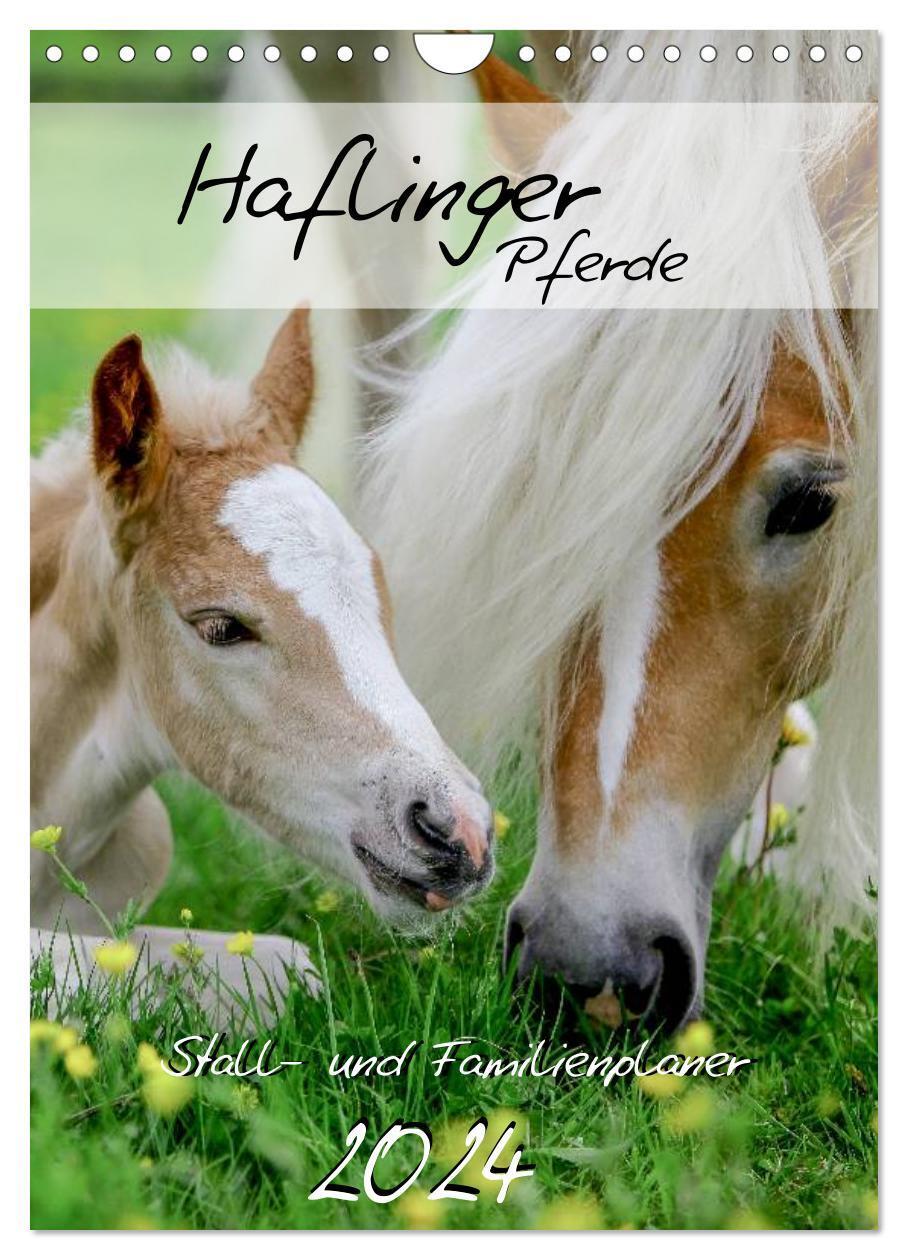 Cover: 9783383286407 | Haflinger Pferde - Stall- und Familienplaner 2024 (Wandkalender...