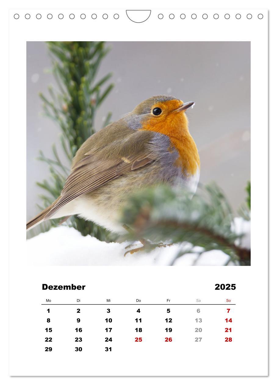 Bild: 9783435929955 | Rotkehlchen, süße kleine Knutschkugeln (Wandkalender 2025 DIN A4...