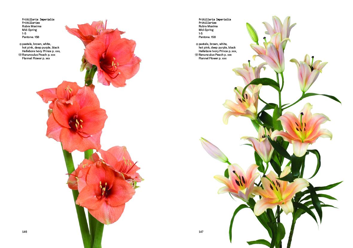 Bild: 9780714878300 | Flower Colour Guide | Darroch Putnam (u. a.) | Taschenbuch | 485 S.