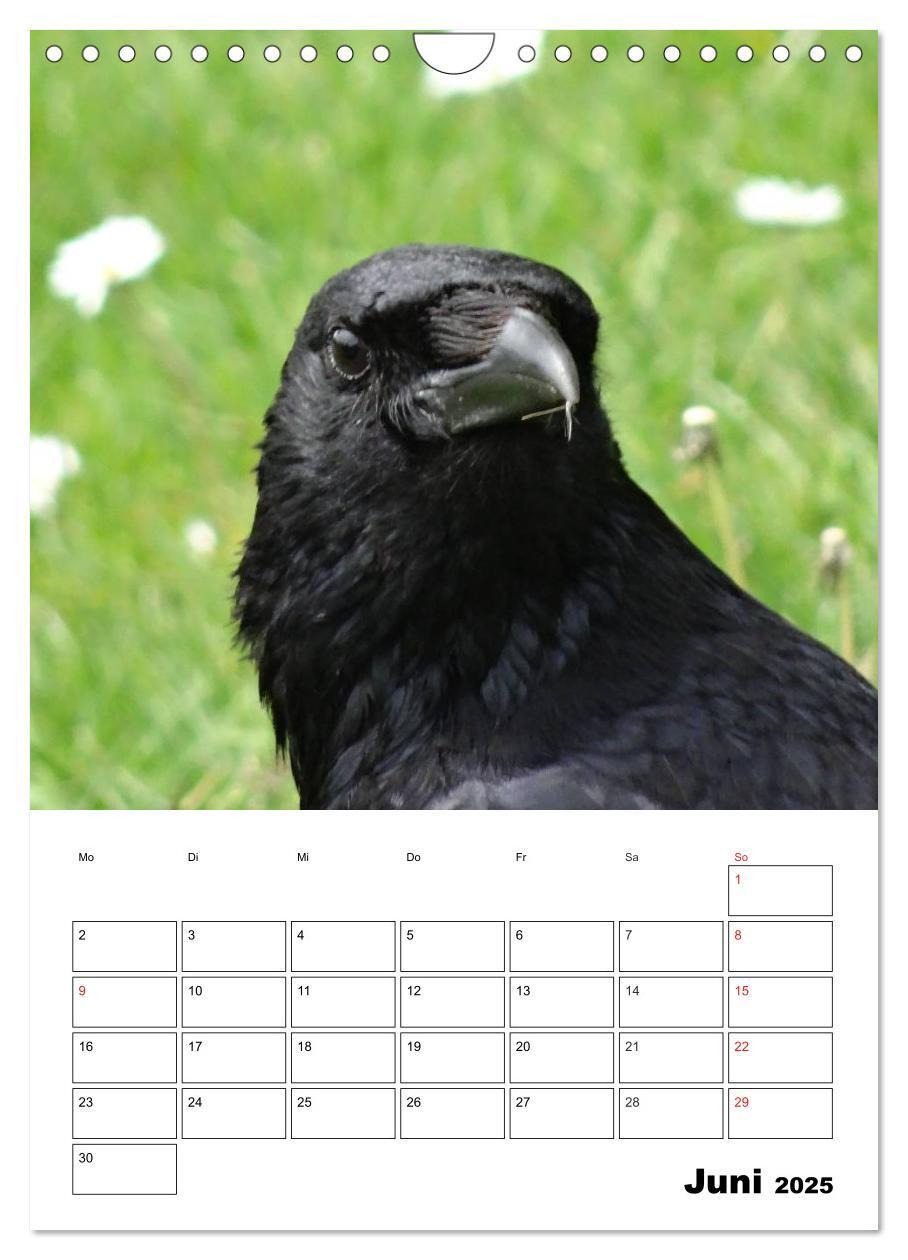 Bild: 9783457021088 | Rabenvögel Terminplaner (Wandkalender 2025 DIN A4 hoch), CALVENDO...