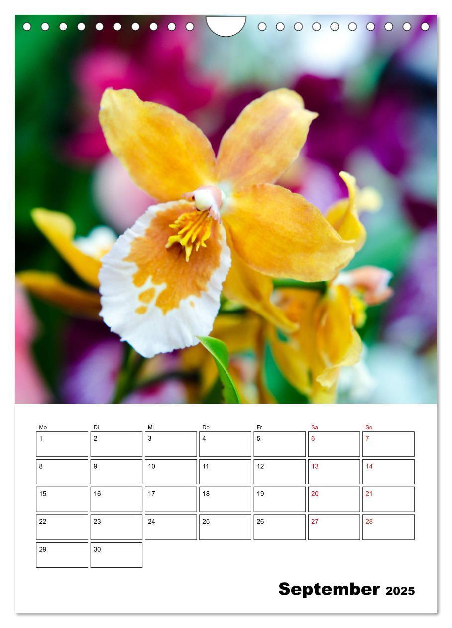 Bild: 9783435977833 | Orchideen - Tropische Schönheiten (Wandkalender 2025 DIN A4 hoch),...