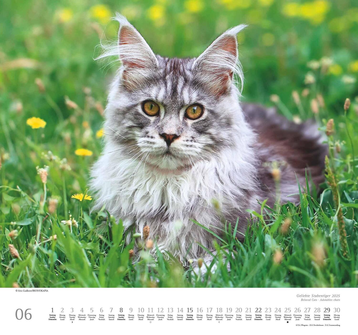 Bild: 4250809652498 | Geliebte Stubentiger 2025 - DUMONT Wandkalender - mit den...