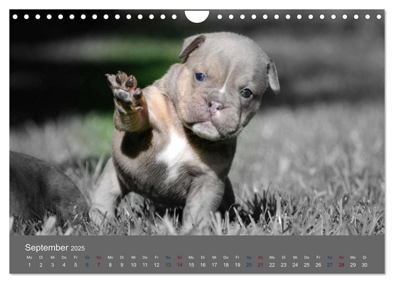 Bild: 9783435761524 | Bulldoggen-Zwerge (Wandkalender 2025 DIN A4 quer), CALVENDO...