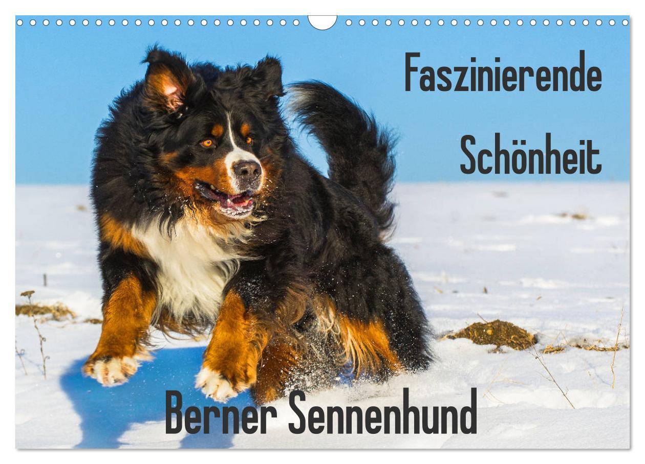 Cover: 9783435380800 | Faszinierende Schönheit Berner Sennenhund (Wandkalender 2025 DIN A3...