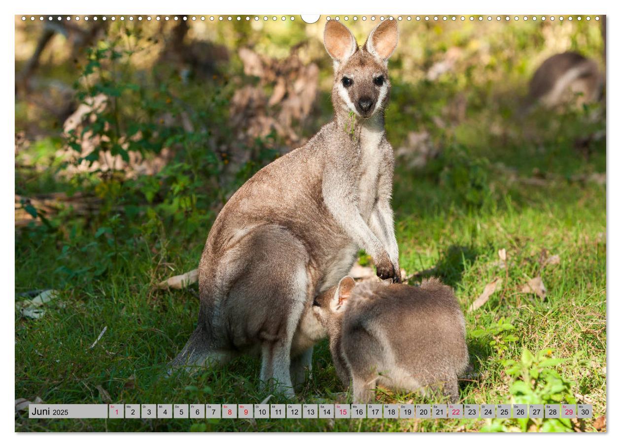 Bild: 9783435362165 | Kängururs und Wallabys (Wandkalender 2025 DIN A2 quer), CALVENDO...