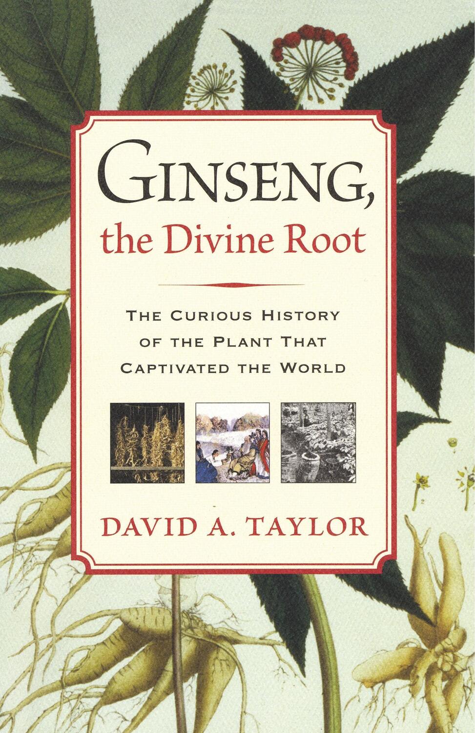 Cover: 9781565124011 | Ginseng, the Divine Root | David A. Taylor | Taschenbuch | Paperback