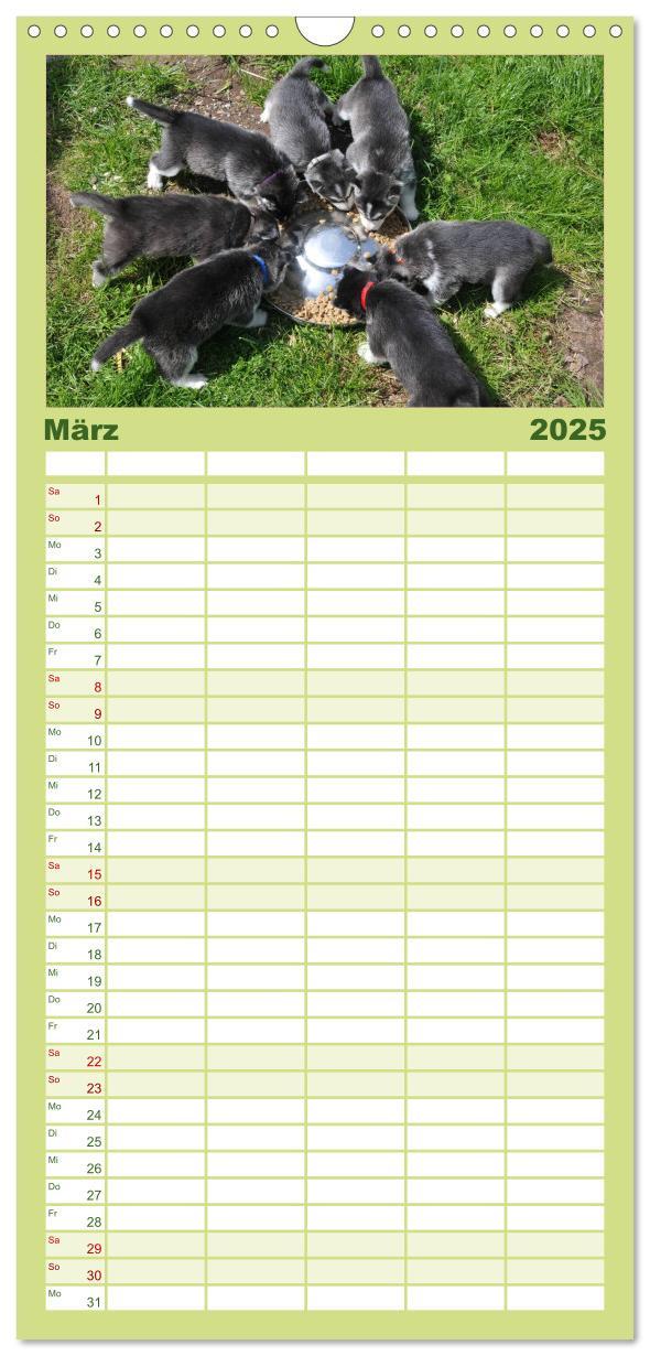 Bild: 9783457109922 | Familienplaner 2025 - Husky Welpen mit 5 Spalten (Wandkalender, 21...