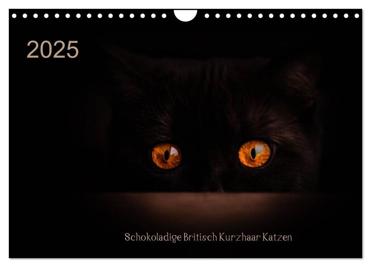 Cover: 9783435488506 | Schokoladige Britisch Kurzhaar Katzen (Wandkalender 2025 DIN A4...