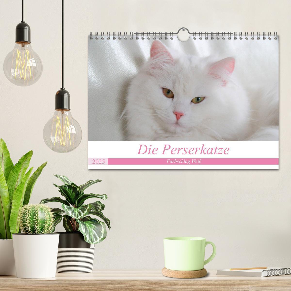 Bild: 9783435304240 | Die Perserkatze - Farbschlag Weiß (Wandkalender 2025 DIN A4 quer),...