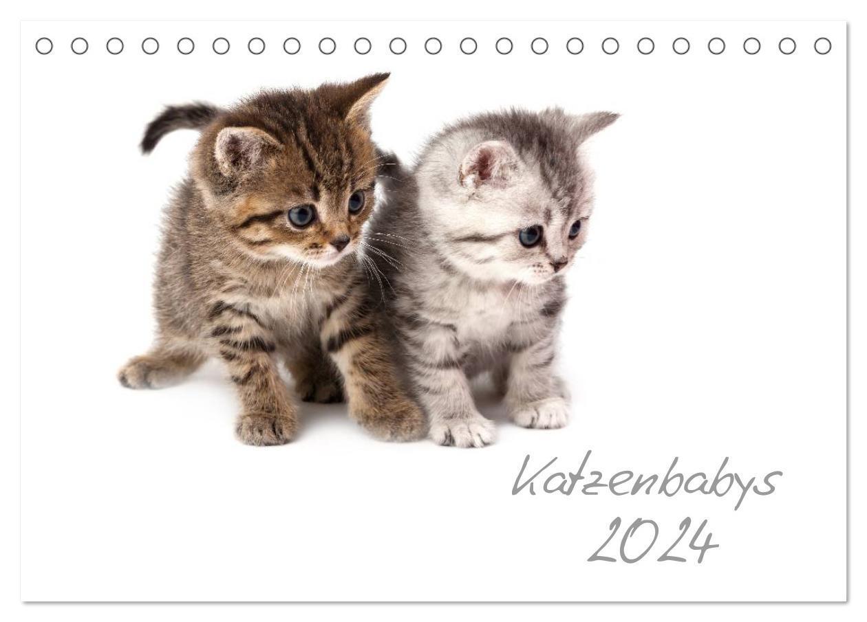 Cover: 9783675768888 | Katzenbabys (Tischkalender 2024 DIN A5 quer), CALVENDO Monatskalender