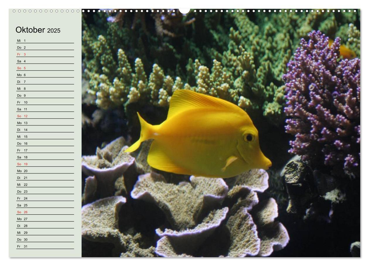 Bild: 9783435523078 | Knallbunte Wasserwelt. Die Welt der Fische (Wandkalender 2025 DIN...