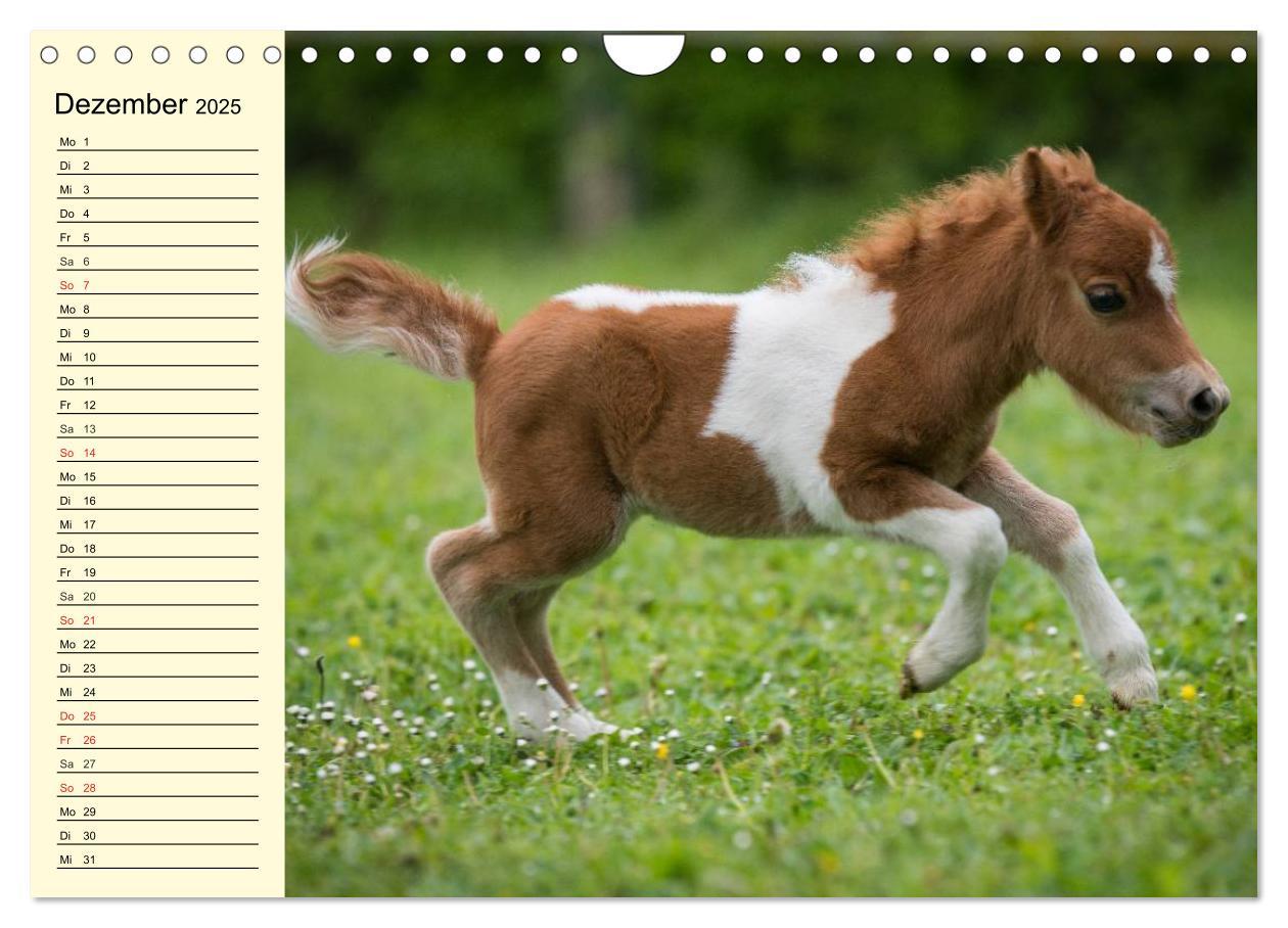 Bild: 9783435652198 | Ponys. Herzensbrecher mit Grips (Wandkalender 2025 DIN A4 quer),...