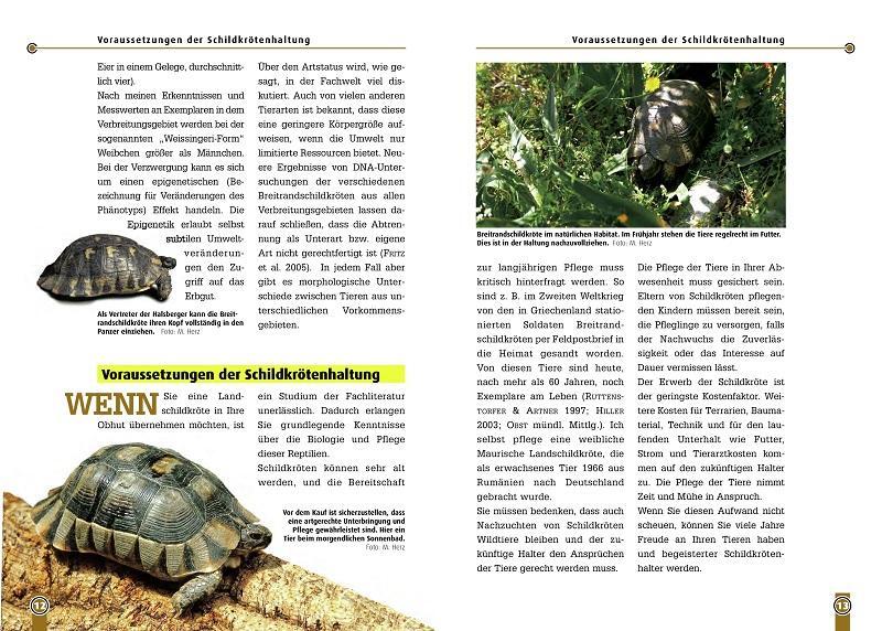 Bild: 9783937285948 | Die Breitrandschildkröte | Mario Herz | Taschenbuch | Art für Art
