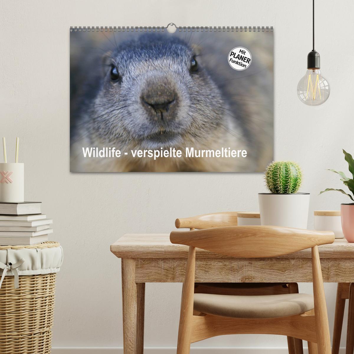 Bild: 9783435512027 | Wildlife - Verspielte Murmeltiere (Wandkalender 2025 DIN A3 quer),...