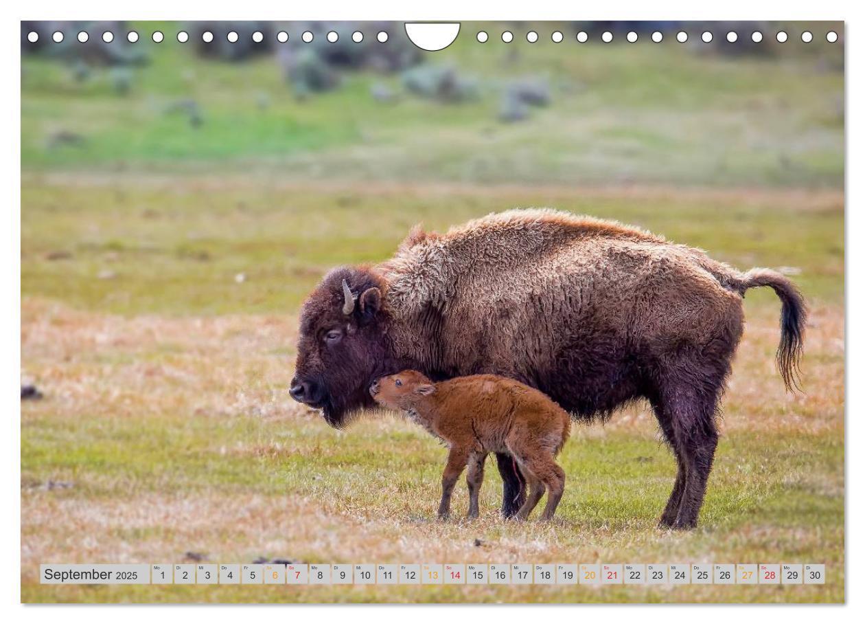 Bild: 9783435580552 | Bison und Wisent - Riesen mit unbändiger Kraft (Wandkalender 2025...