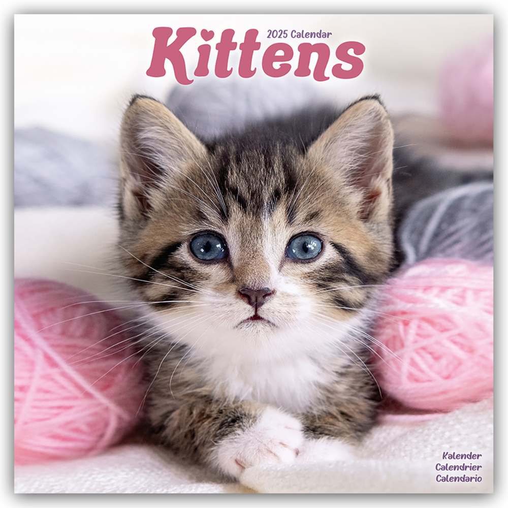 Cover: 9781804604397 | Kittens - Kätzchen 2025 - 16-Monatskalender | Avonside Publishing Ltd