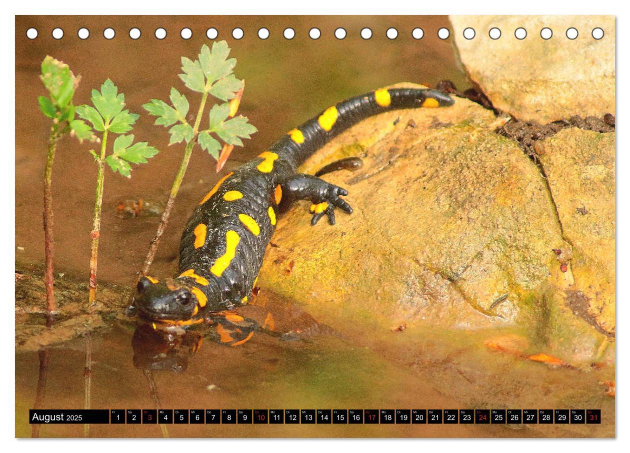 Bild: 9783435131082 | Im Revier der Salamander (Tischkalender 2025 DIN A5 quer), CALVENDO...