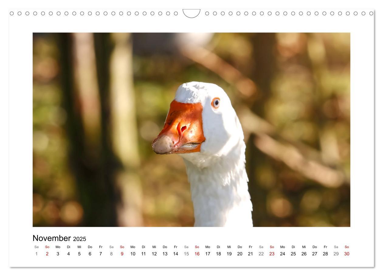 Bild: 9783383977046 | Gänse, geselliges Federvieh (Wandkalender 2025 DIN A3 quer),...