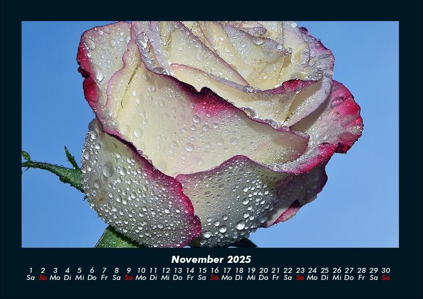 Bild: 9783755981671 | Rosen-Kalender 2025 Fotokalender DIN A4 | Tobias Becker | Kalender