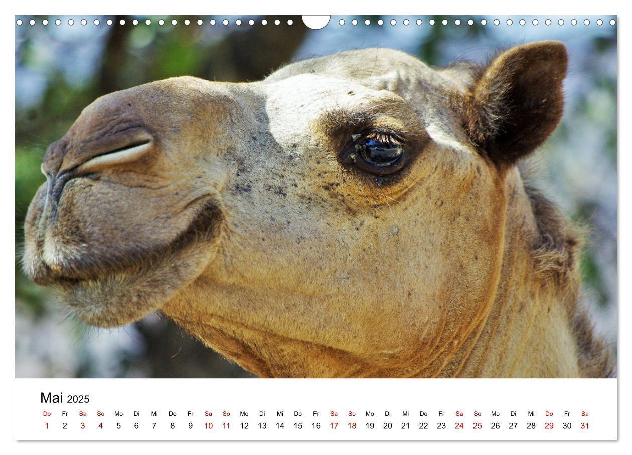 Bild: 9783435072354 | KAMELE... eine Reise durch den Oman. (Wandkalender 2025 DIN A3...